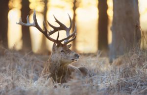 Gear Up For Deer Hunting Season Must have Gears And Tips